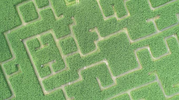 Aus der Not: Auch im Rheintal steht jetzt ein Maislabyrinth