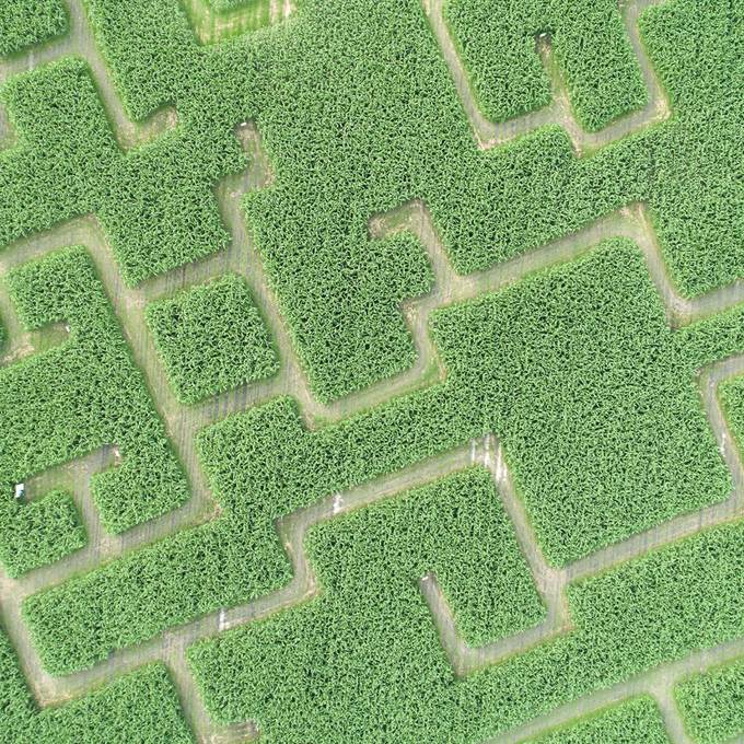 Aus der Not: Auch im Rheintal steht jetzt ein Maislabyrinth