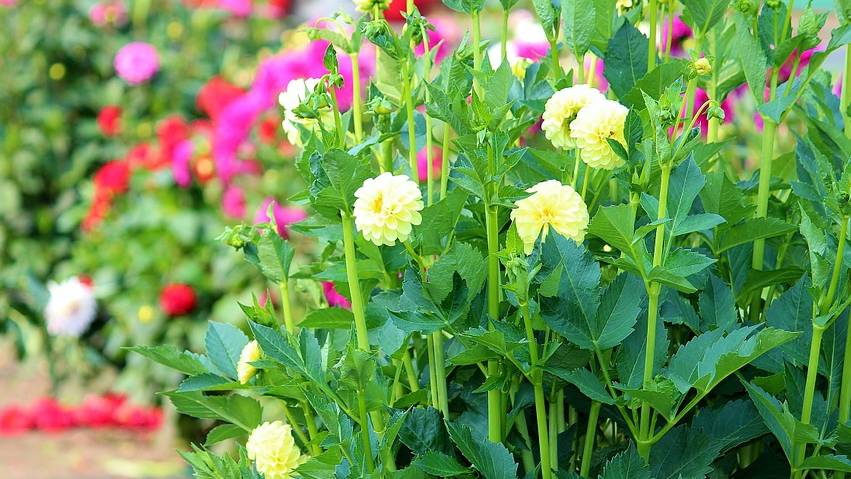Die Zuger Polizei hat zwei Bulgaren gebüsst, die in Baar aus einem Kässeli bei einem Blumenfeld gestohlen haben.
