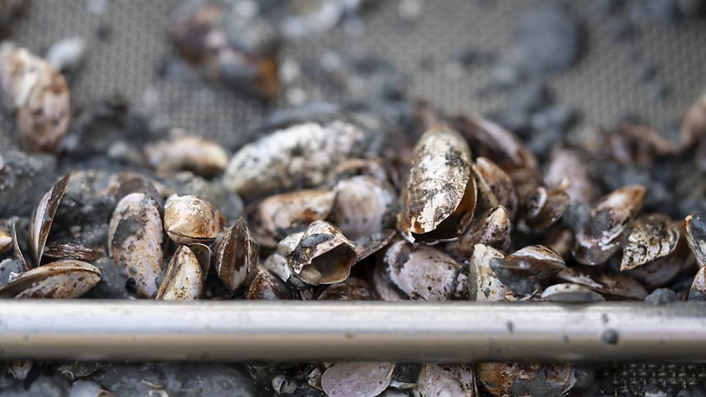 Keine fremden Boote auf Zuger Seen wegen Gefahr der Quaggamuschel