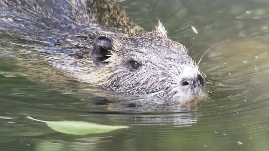 Teure Umsiedlung: Gegen das Biberprojekt im Inkwilersee regt sich Widerstand