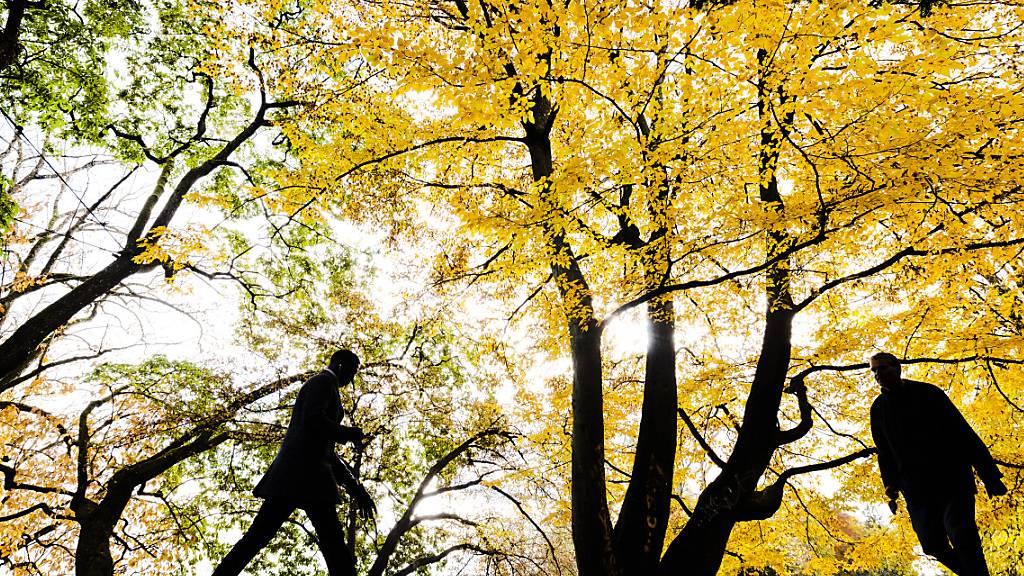 Grünraum am Zürichsee ist zwar beliebt: Die Initiative für einen grossen Mythen-Park ist am Sonntag aber abgelehnt worden.