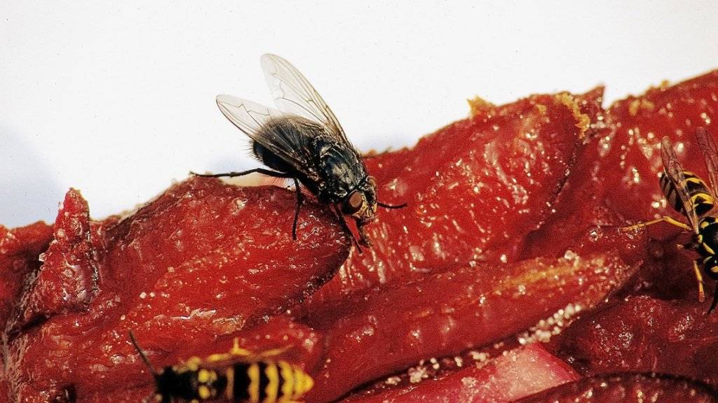 Vorsicht beim Reinbeissen: Süsse Speisen locken stechende Insekten wie Wespen an. Diese sind Mitte August am aktivsten, Bienen Anfang August. (Archivbild)