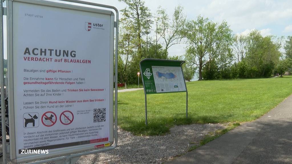 Greifensee: Die Behörden warnen vor Blaualgen