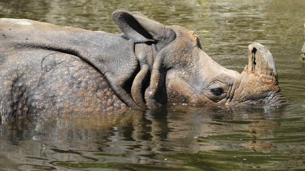 Ein seltenes Nashorn hat in Nepal einen Angler getötet. Der 46-Jährige hatte am Montagabend (Ortszeit) am Rande des Chitwan-Nationalparks in einem Fluss geangelt und war auf dem Heimweg, als ihn das Tier angriff. (Symbolbild)