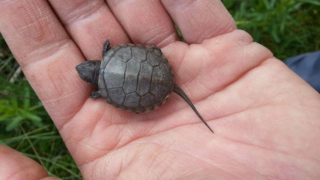 Eine der zwei im Tierpark Goldau geschlüpften Europäischen Sumpfschildkröten. Die Reptilien leben im Moment gut versteckt im Unterholz.