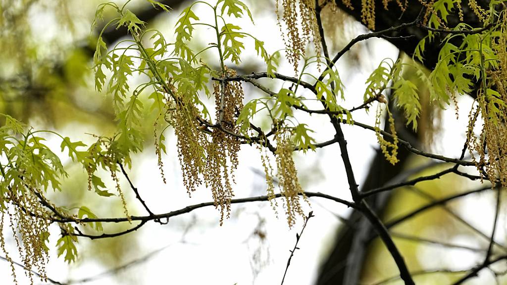 Die Pollen einer Eiche sind für manche Allergikerinnen und Allergiker ein Graus. (Archivbild)