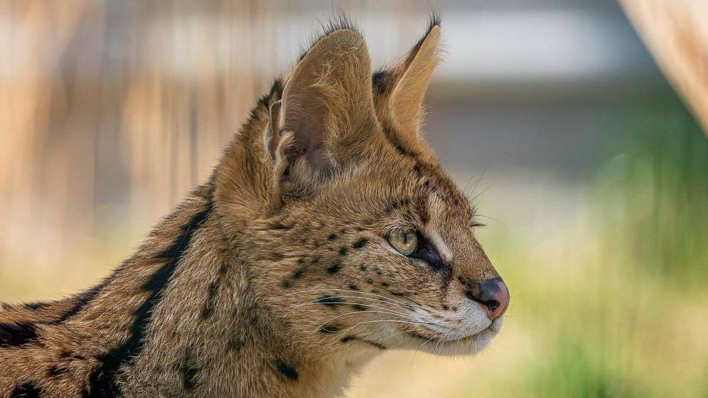 Sikypark warnt: Wildkatzen sind keine Haustiere!