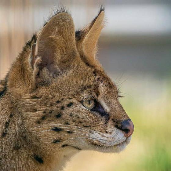 Sikypark warnt: Wildkatzen sind keine Haustiere!