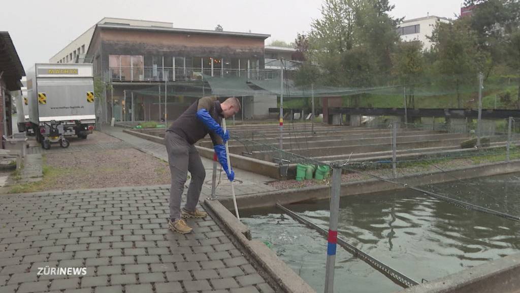 Karfreitags-Tradition: Zucht in Bremgarten verarbeitet über drei Tonnen Fisch