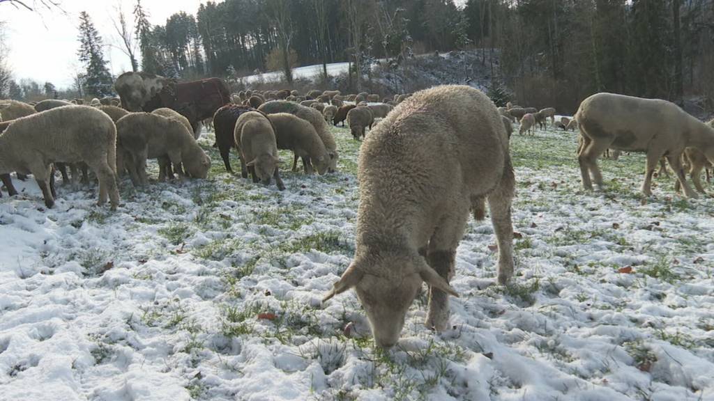 Wanderherde wird in Häggenschwil auf Herz und Nieren geprüft