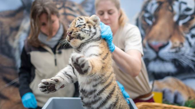 Die Tigerbabys das erste Mal beim Arzt