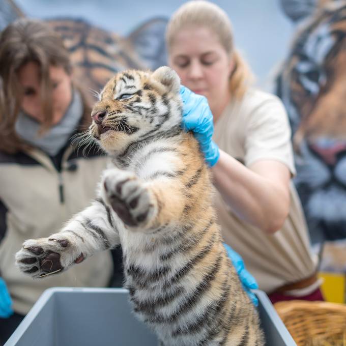Die Tigerbabys das erste Mal beim Arzt