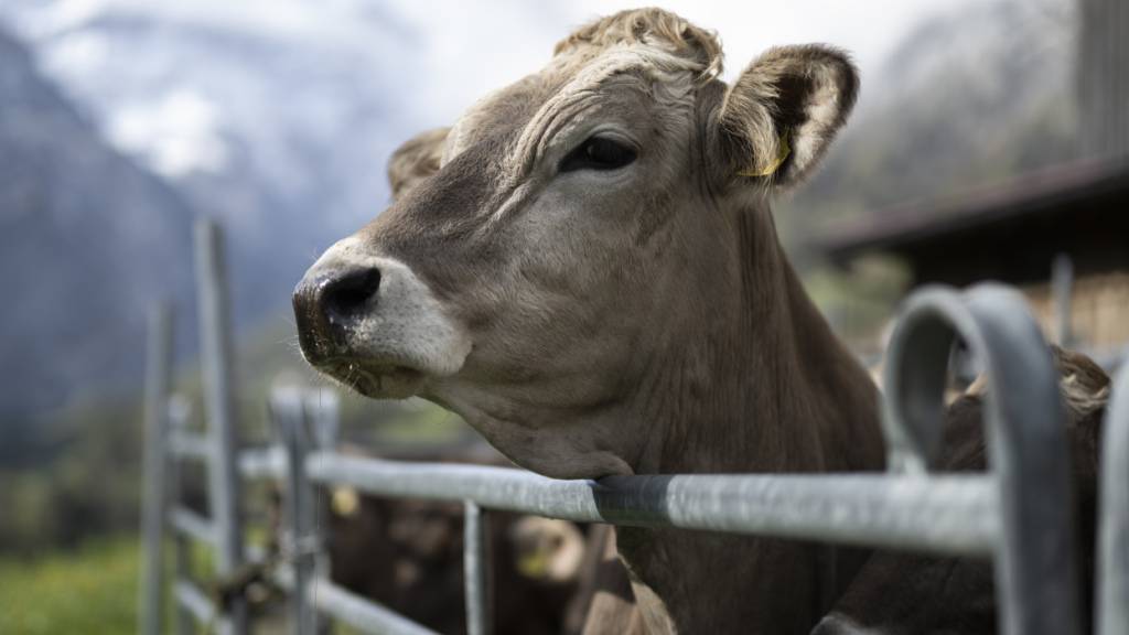 Die meisten dürfen nicht raus: Eine Tierschutzinitiative will das nun ändern und den Auslauf für jährlich mehr als achtzig Millionen Tiere in der Landwirtschaft verbindlich festlegen. (Archivbild)