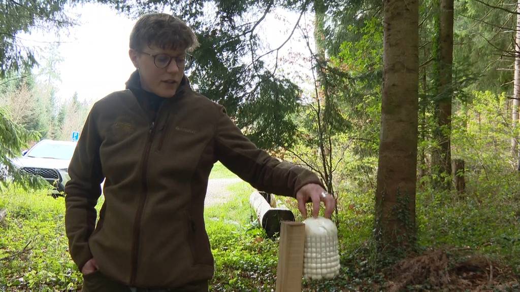 Stinkender Duftzaun soll für weniger Wildunfälle im Frienisbergwald sorgen