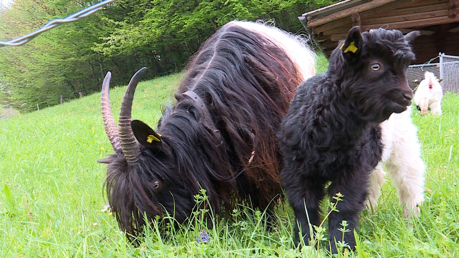 Tierpark Weihermaetteli 