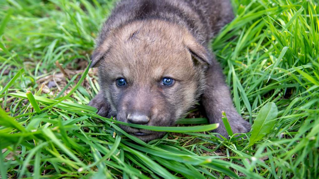 Fünf Wochen alt, flauschig und «jööö»: Drei Jungwölfe im Berner Tierpark Dählhölzli