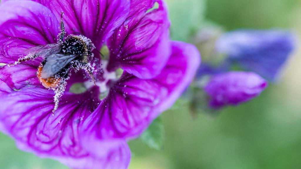 Politik soll Insektensterben erforschen