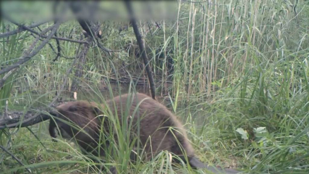 Müssen Biber jetzt bibbern? So setzten Ostschweizer Kantone die neue Jagdverantwortung um