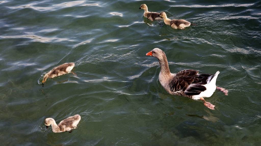 Tierfütterung am Wilerweier ist verboten.