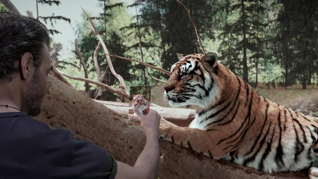 Zoo Zürich baut neues Gehege für Raubkatzen – so soll es aussehen