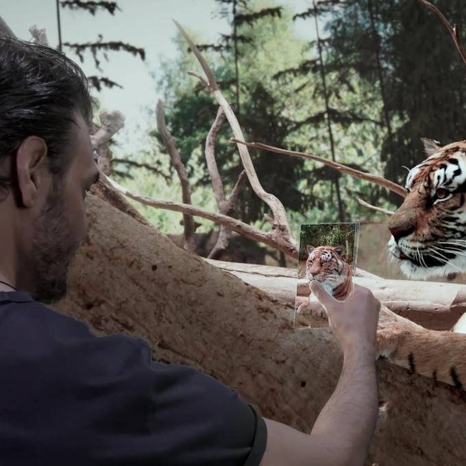 Zoo Zürich baut neues Gehege für Raubkatzen – so soll es aussehen