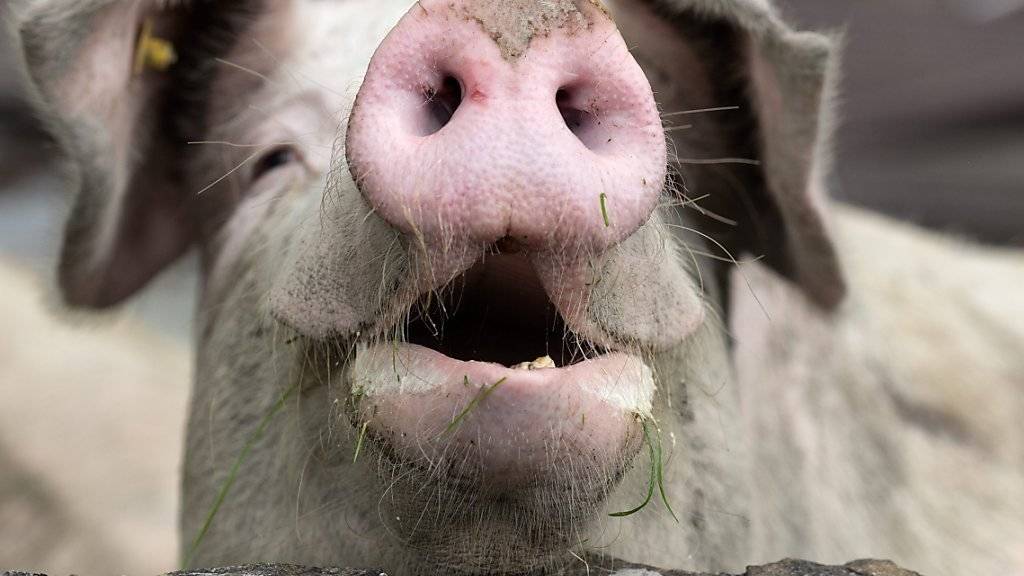 Grunzen vor Glück: Eine weltweite Umfrage zeigt, dass die Mehrheit der Menschen denkt, sie habe Schwein. (Symbolbild)