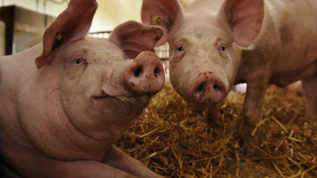 Allzu wohlgenährte Schweine drohen die Pläne der Produzenten zu durchkreuzen. Diese wollen weniger produzieren, um einen höheren Preis zu erzielen. Doch die diesjährigen Mastschweine sind dicker als die Schweine im letzten Jahr. (Symbolbild)