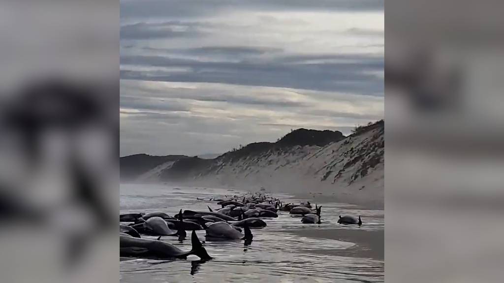 Mindestens 230 Wale an der Küste Tasmaniens gestrandet