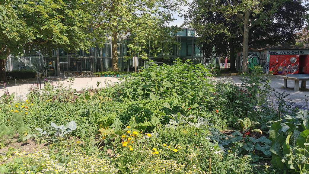 Bernerinnen und Berner wollen in der Stadt gärtnern, aber Grünflächen schwinden