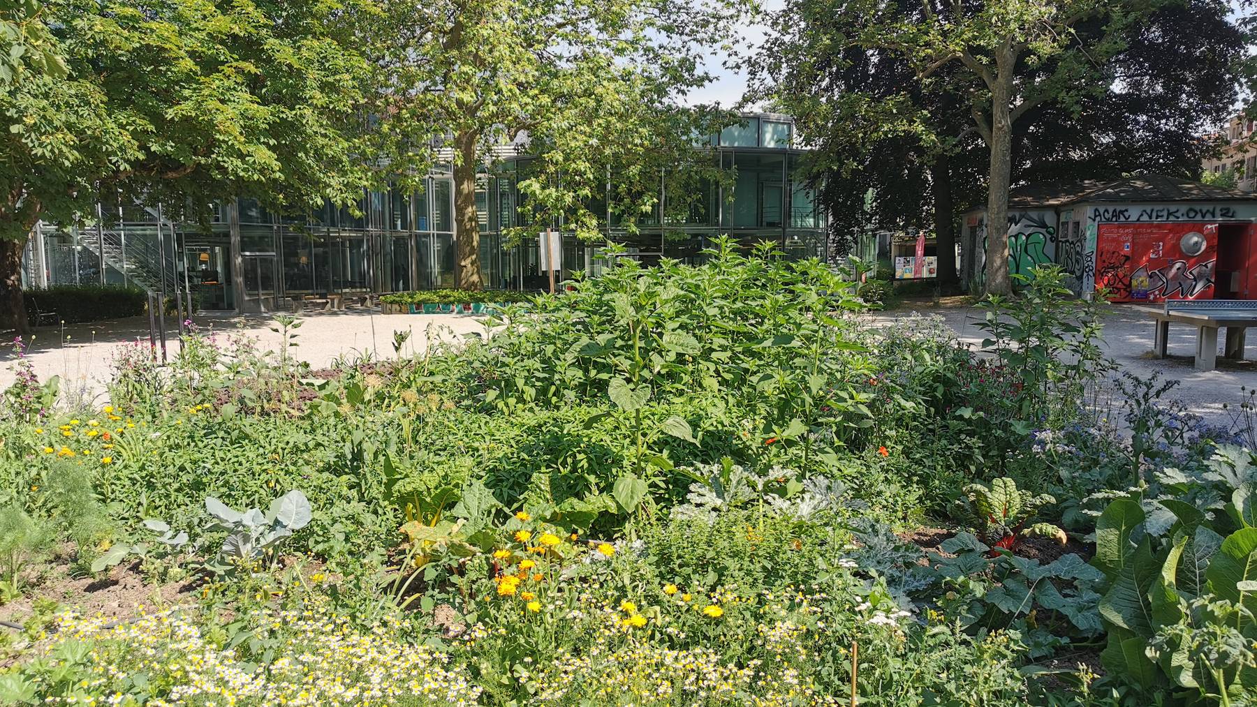 Eine Alternative zu Schrebergärten sind Gemeinschaftsgärten, wie hier das geteilte Gemüsebeet im Lorrainepärkli.