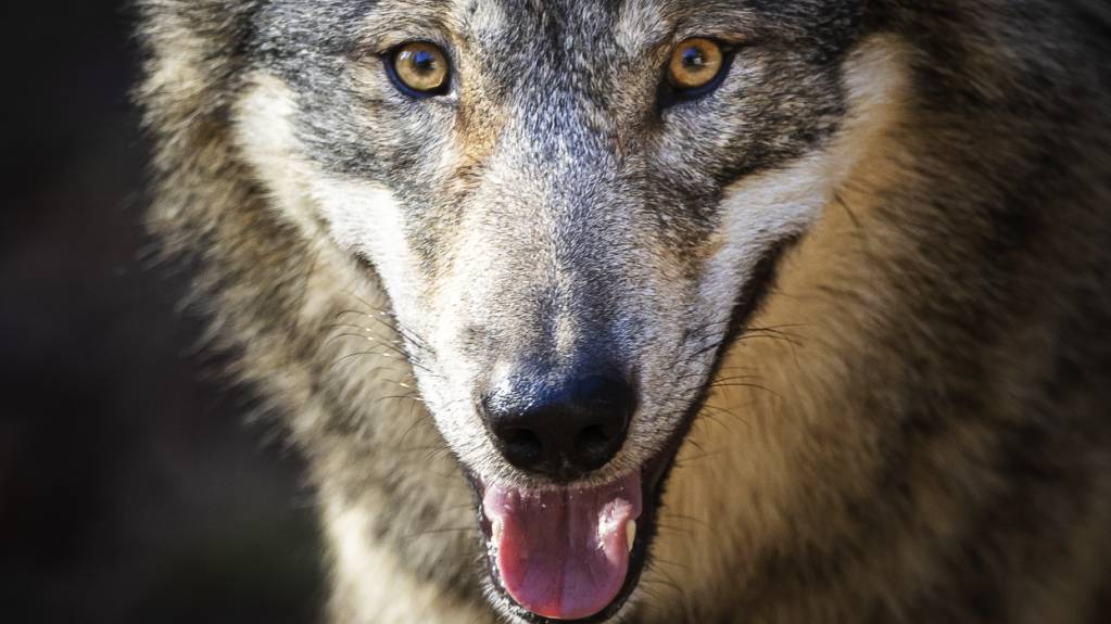 Ein Wolf ist angeblich in Uitikon gesichtet worden. (Symbolbild)