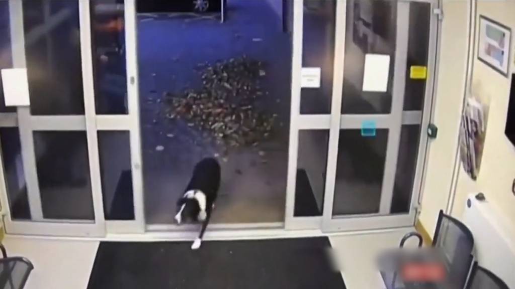 Entlaufener Hund stellt sich selbst auf dem Polizeiposten