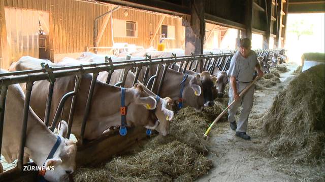 Milchkühen in Uitikon droht wegen Dürre der Schlachthof