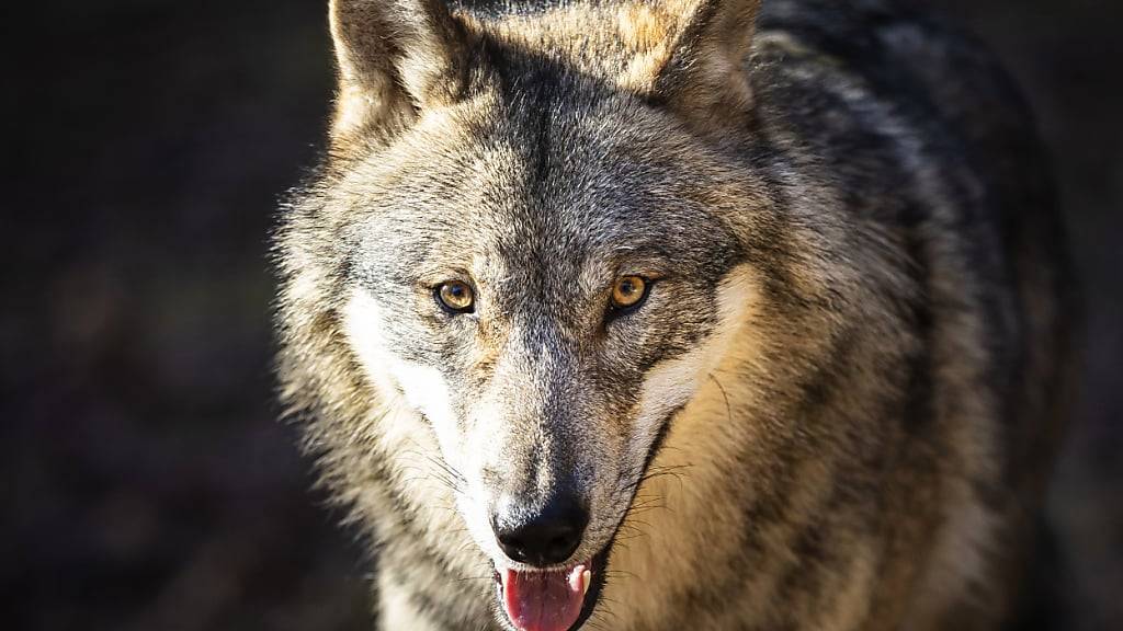 Waadt darf Wolfsrudel vollständig abschiessen