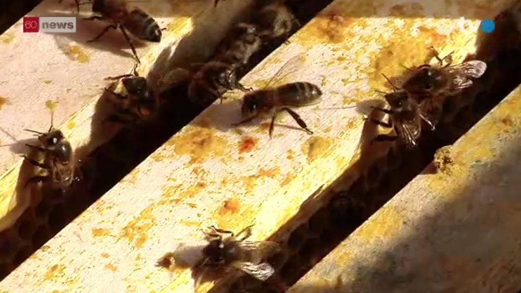 Die Bienen sind «überfleissig» bei den warmen Temperaturen.