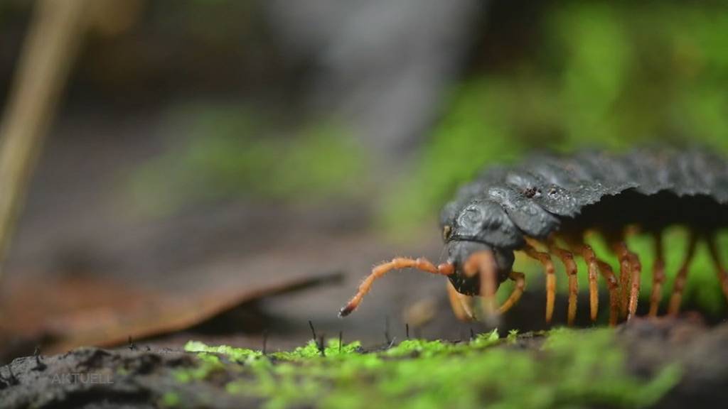 Tierfotograf: Wie ein Solothurner im Dschungel nach Käfern sucht