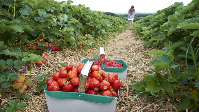 Diese Erdbeerfelder im Züribiet sind schon offen
