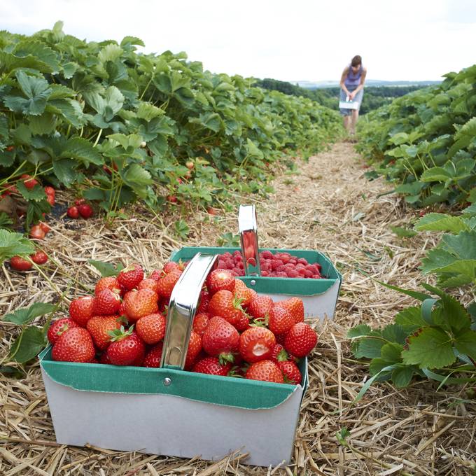 Auf diesen Zürcher Feldern kannst du Erdbeeren selber pflücken