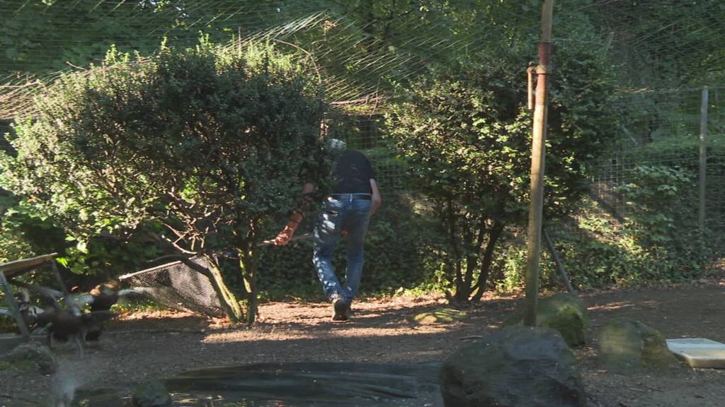 Volieren-Umzug: Enten erhalten neues Zuhause