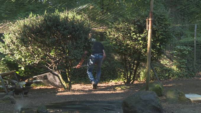 Volieren-Umzug: Enten erhalten neues Zuhause