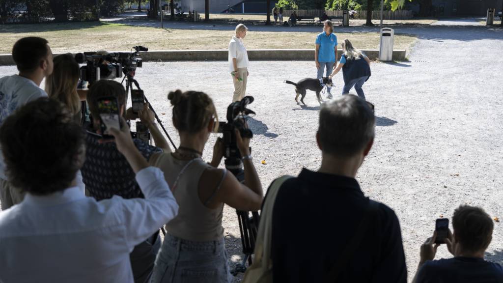 Cleo, Tim und Lupo schulen Zürich für sichere Hundebegegnungen