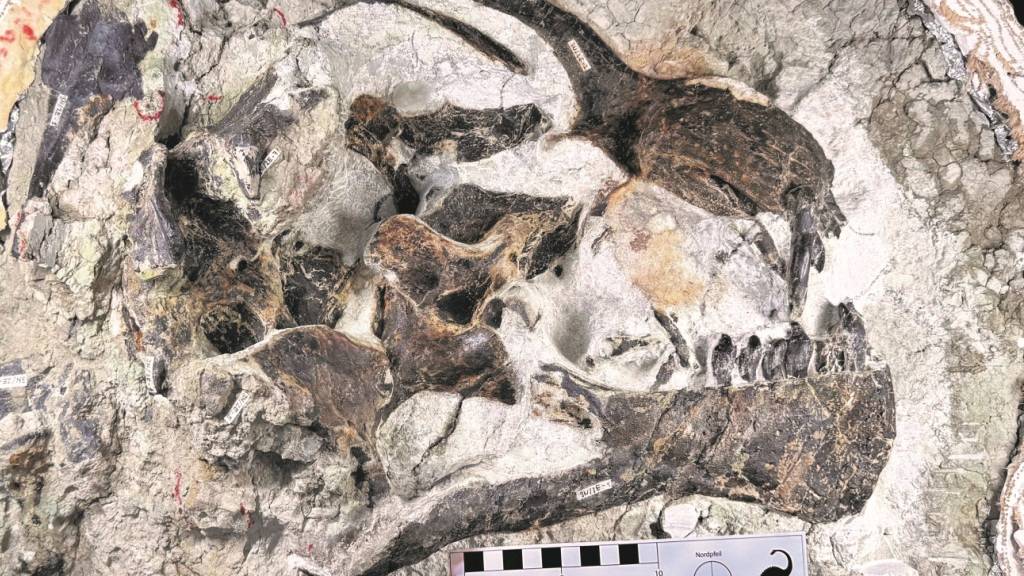 Schweizer Grabungsteam findet seltenen Dinosaurier-Schädel