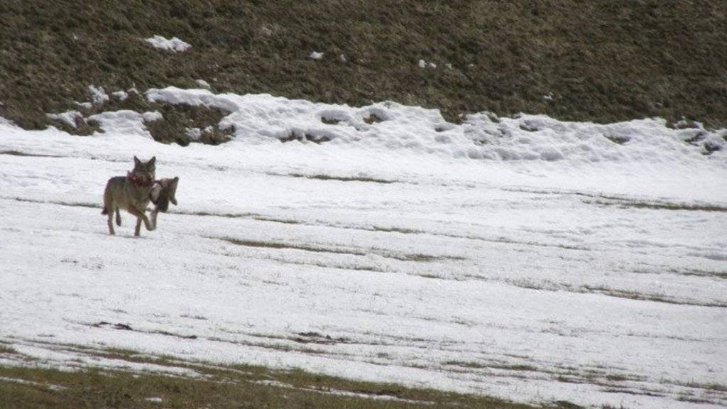 Die Identität des am vergangenen Weihnachtstag nachgewiesenen Wolfes in Liechtenstein ist geklärt. Es handelt sich um die Wölfin F30 aus dem Calandarudel bei Chur. (Symbolbild)