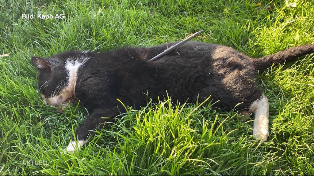 Katze mit Pfeil getötet