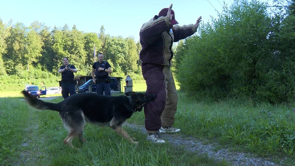 So trainieren Polizeihunde die Verbrecherjagd