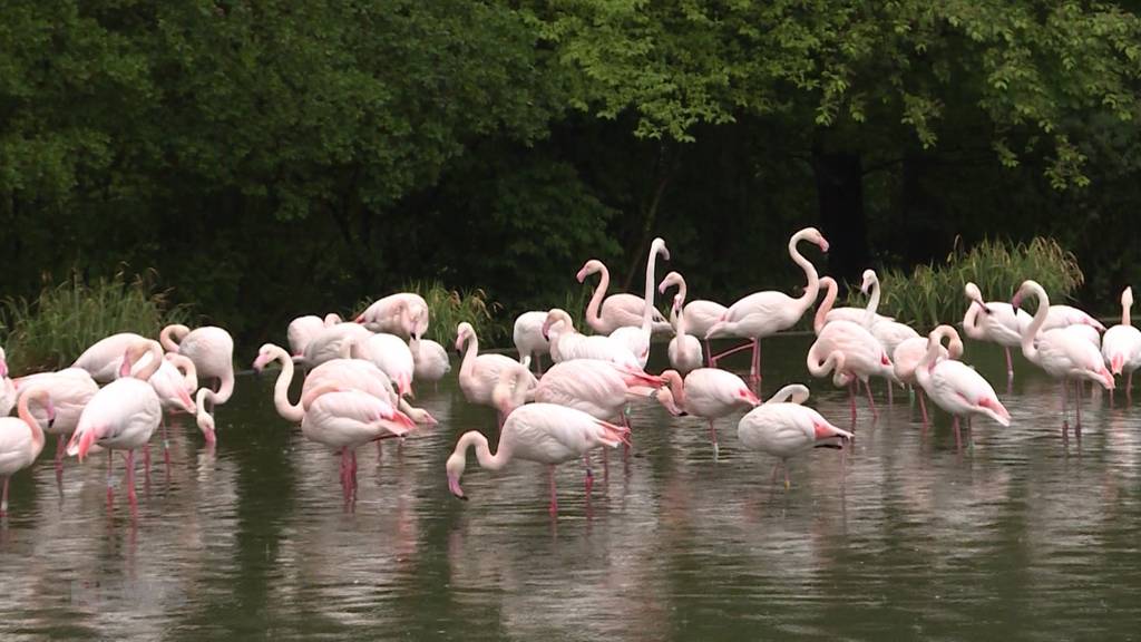 «Es ist unfair»: Zoos sind sauer auf Bundesrat