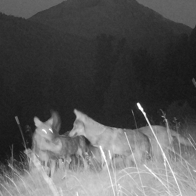 Erstes Wolfsrudel seit 100 Jahren im Engadin entdeckt