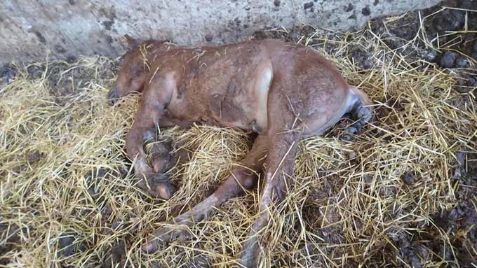 Staatsanwaltschaft erhebt Anklage wegen Tierquälerei