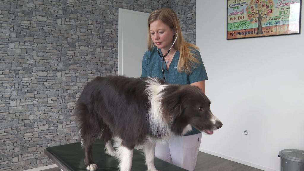 Antidepressiva für den Hund? Keine Seltenheit bei uns